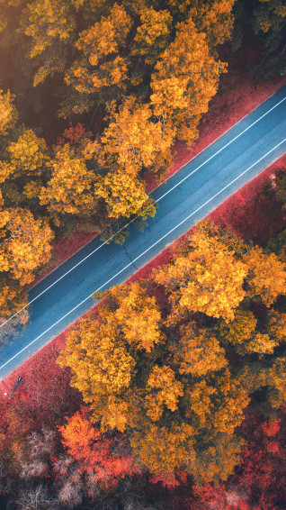 Forest Road Autumn Trees Wallpaper iPhone Phone 4k 260f