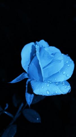 Rose Flower Pictures Image