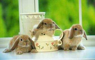 Cute Rabbit Wallpaper 3d In High Quality