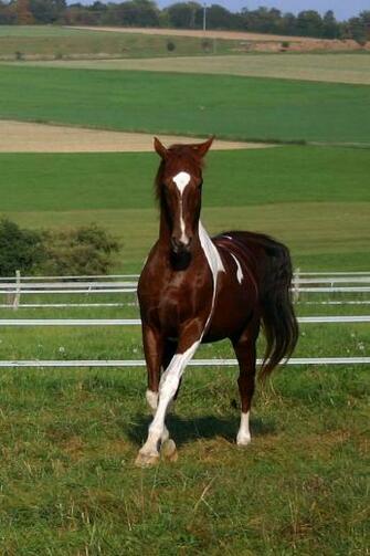 American Saddlebred Stock By Luda