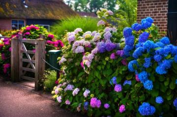 Colorful Hydrangea At The Gate Giethoorn Netherlands Photograph