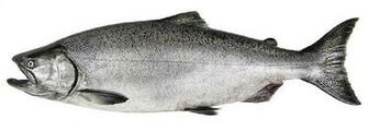 Chinook Salmon Wallpaper