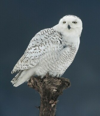 Best Snowy Owl Pictures Animal Wallpaper
