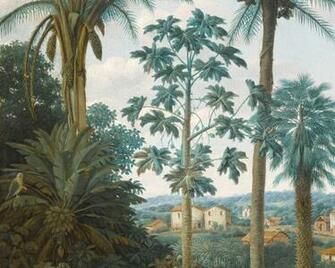 Brasilian Plantation Scenic Wallpaper Papiers De Paris