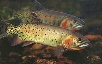Cutthroat Trout Wallpaper