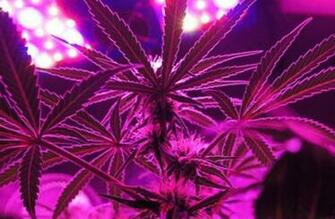Purple Weed Stoner Wallpaper HD