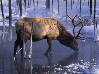 Wild Animals Image Stag HD Wallpaper And Background Photos
