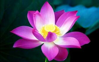 Flower Desktop Wallpaper HD