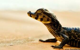 Crocodile Wallpaper Swamp Killer Crocodiles HD