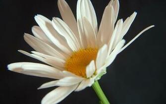 White Daisy Wallpaper