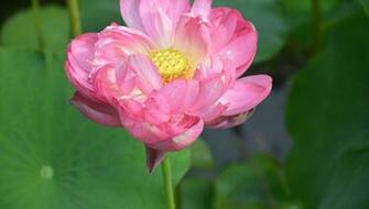Pink Lotus Flower Wallpaper