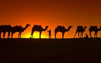 Camel Wallpaper Background Image Hippowallpaper