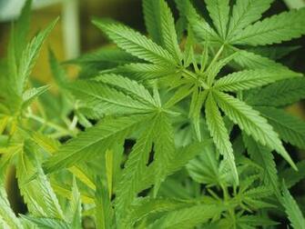 Leaves Marijuana Wallpaper
