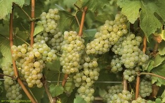 Grapes Wallpaper