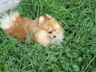 The Pomeranian Dog Desktop Wallpaper Pictures For Pc Mac