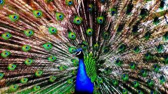 Peafowl Computer Wallpaper Desktop Background