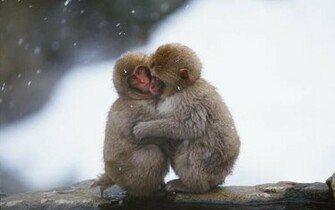 Snow Monkey Hug Cute Wallpaper