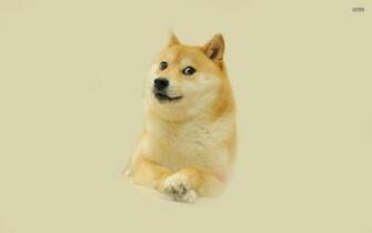 Doge Funny Wallpaper