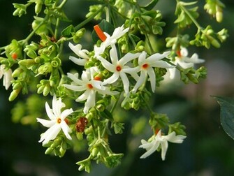 Jasmine Flower Daily Background In HD