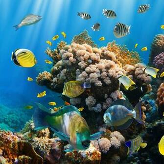 Wallpaper Tropical Reef Underwater Fishes Coral Ocean Nature