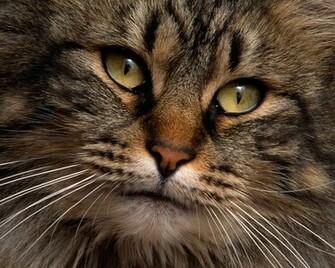 Cats Wallpaper