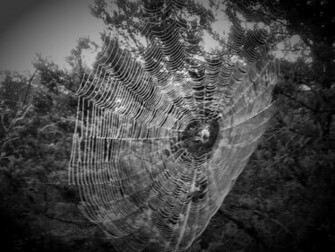 Spider Web Wallpaper