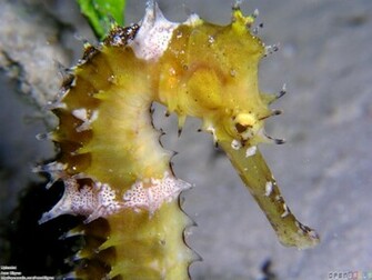 Seahorse Wallpaper Open Walls