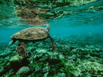 Turtle 4k Ultra HD Wallpaper