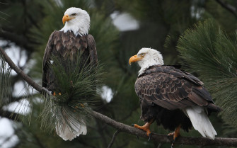 Majestic Bald Eagles Wallpaper
