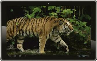 Tiger HD Live Wallpaper Android Apps On Google Play