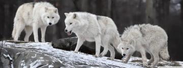 White Wolves Ultra HD Desktop Background Wallpaper For Multi