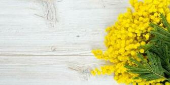 Mimosa On White Wooden Background Bowman Heating And Air