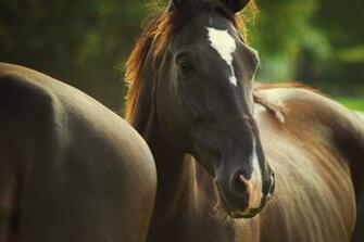 Cute Funny Horse Wallpaper Related Keywords Amp Suggestions