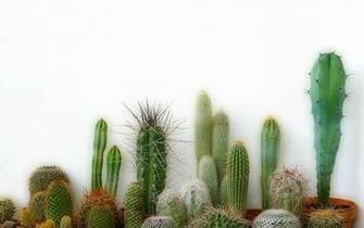 Cactus Wallpaper Pc Beautiful Nice