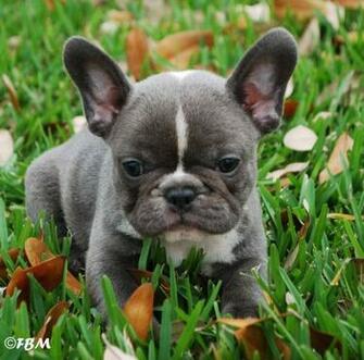 French Bulldog Isn T It Cute