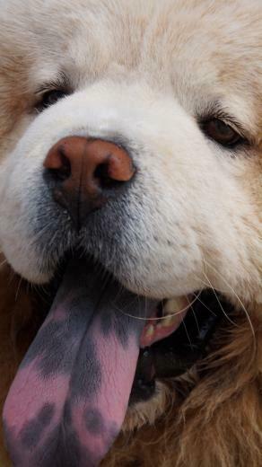 Wallpaper Chow Dog Muzzle Fluffy iPhone