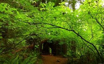 Mlewallpaper Maple Trees In Redwood Forest
