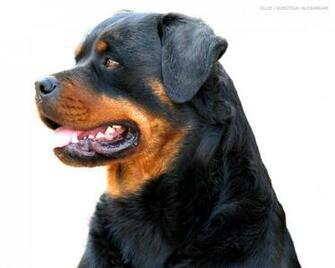 Beautiful Rottweiler Dogs Wallpaper