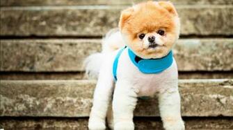 Boo The Cutest Dog Wallpaper HD