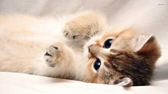 Kitten Wallpaper