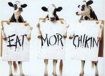Funny Cows Pictures Animal