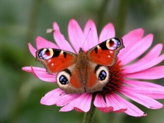 Butterfly Wallpaper HD Beautiful