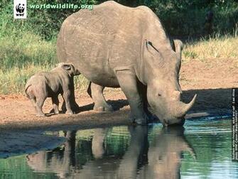Wildlife Wallpaper Animals Background 3d Animated