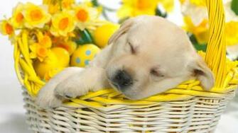 Spring Puppy Wallpaper