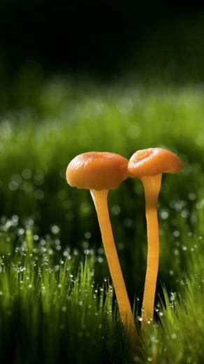 Mushroom iPhone S Plus Wallpaper