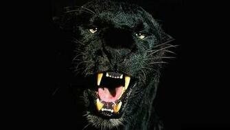 Black Panthers
