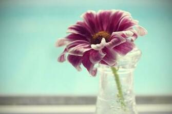 Wallpaper Flowers Desktop