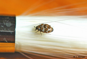 Carpet Beetle Larvae In Bed Wallpaper