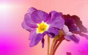Flower Power