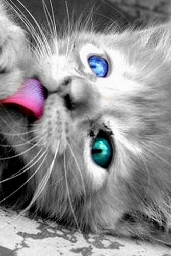 Cute Cat iPhone Wallpaper Ssg Html Quoteko